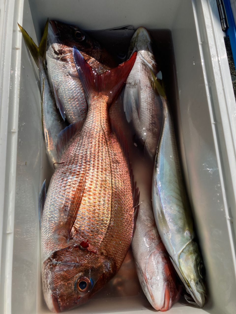 ハタタテハゼさんの釣果 3枚目の画像