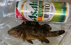 アラカブの釣果