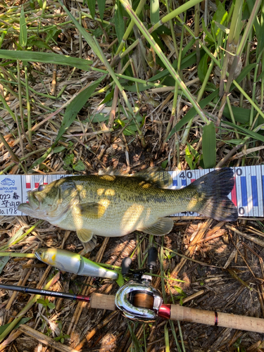 ブラックバスの釣果