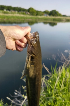 ナマズの釣果