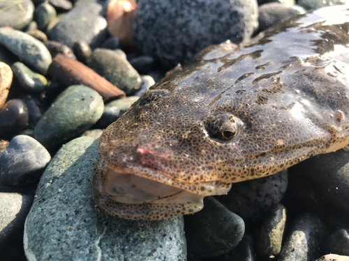 マゴチの釣果