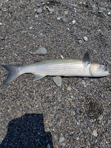 ボラの釣果