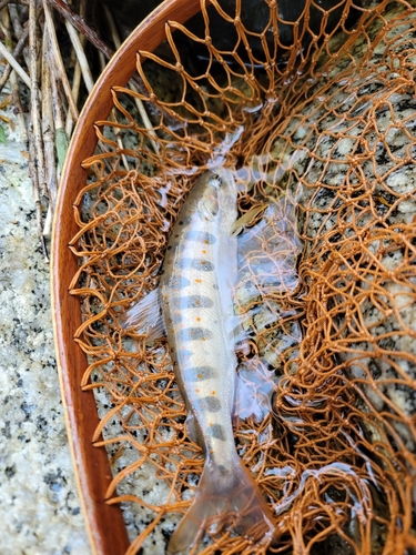 アマゴの釣果