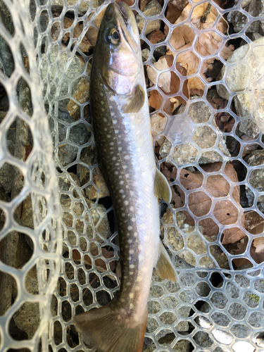 イワナの釣果