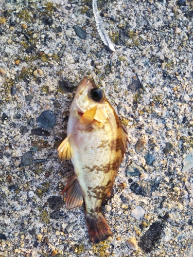 メバルの釣果