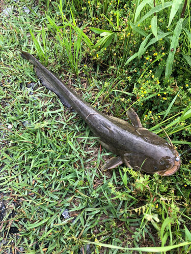 ナマズの釣果