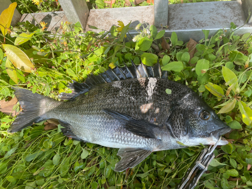 クロダイの釣果