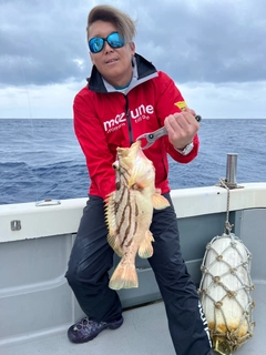 ホウキハタの釣果