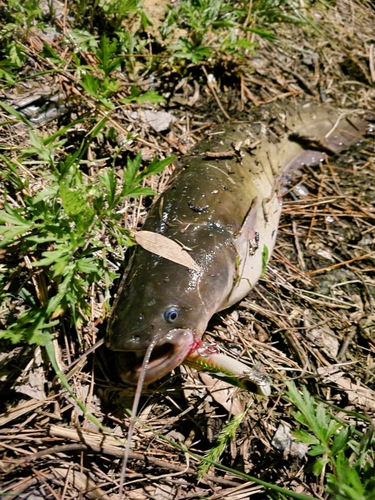 ナマズの釣果