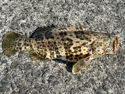 チャイロマルハタの釣果