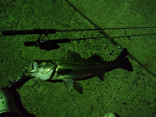 スズキの釣果