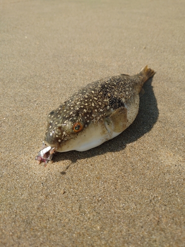 フグの釣果