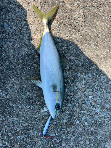 イナダの釣果