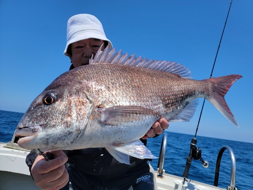 マダイの釣果