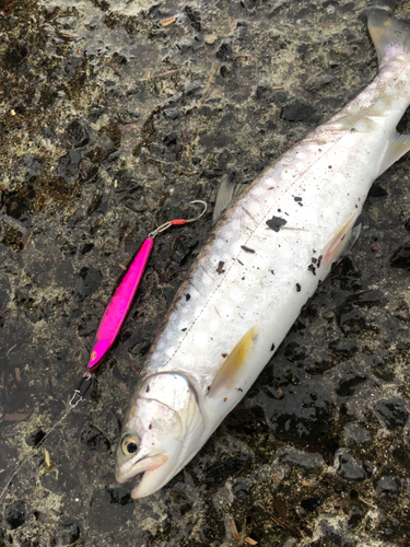 アメマスの釣果