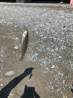 シロギスの釣果