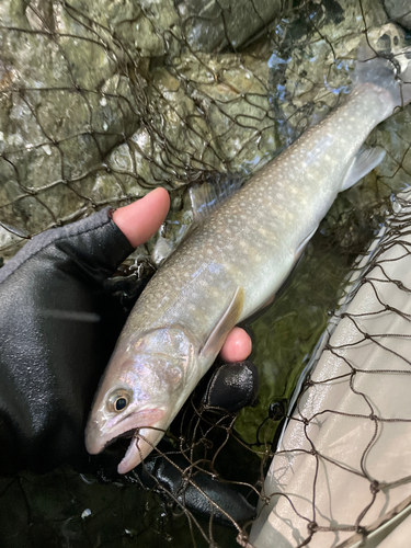 イワナの釣果