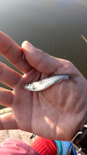 クチボソの釣果