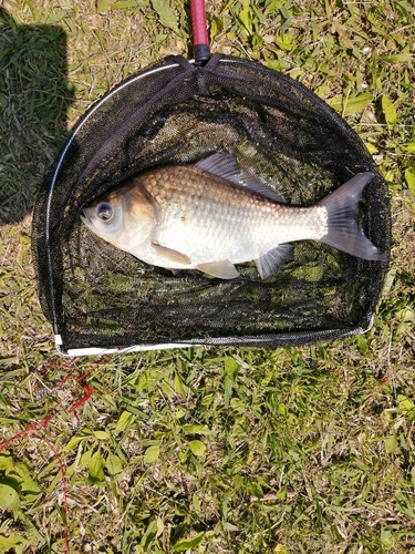 ヘラブナの釣果