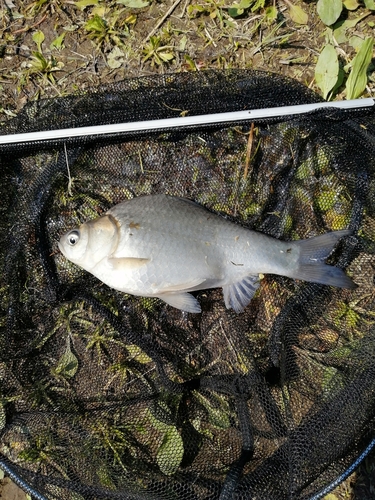 ヘラブナの釣果