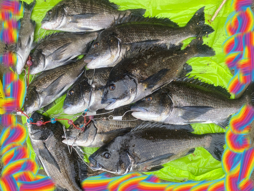 クロダイの釣果