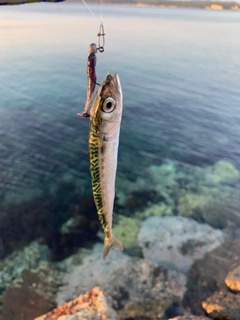 サバの釣果