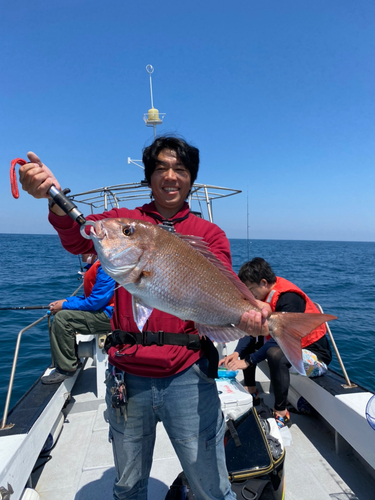 マダイの釣果