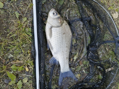 ヘラブナの釣果