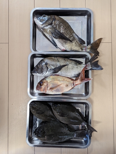 クロダイの釣果