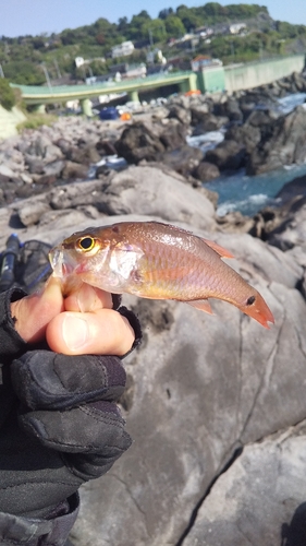 クロホシイシモチの釣果