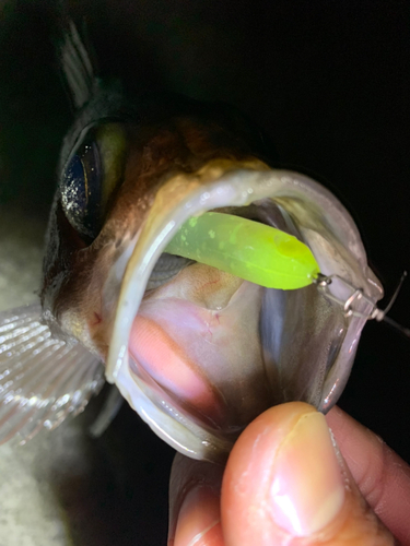 アオメバルの釣果