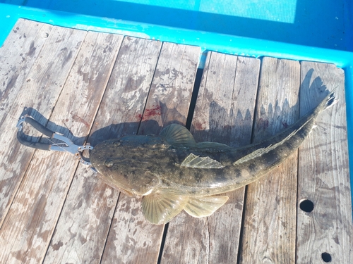 マゴチの釣果