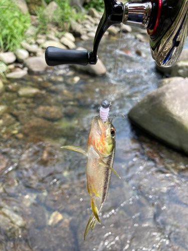 カワムツの釣果