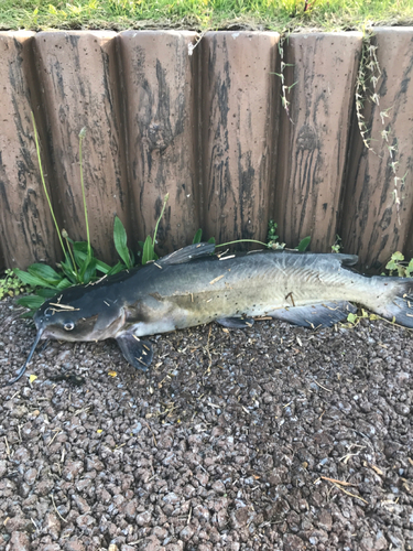 アメリカナマズの釣果