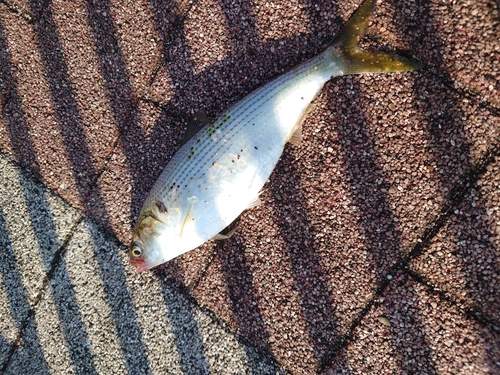 コノシロの釣果