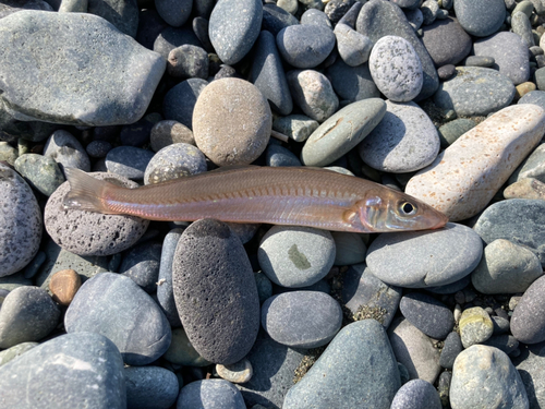 シロギスの釣果