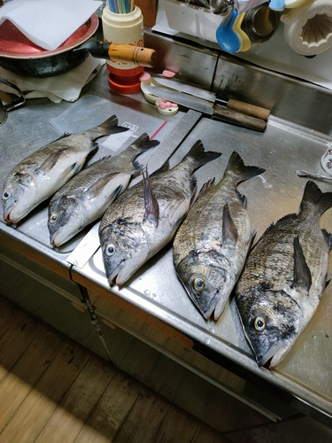 チヌの釣果