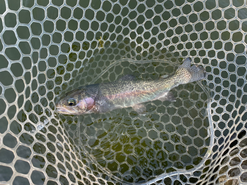 ニジマスの釣果