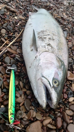 サクラマスの釣果