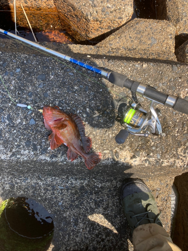 カサゴの釣果