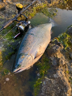 サクラマスの釣果