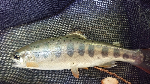 アマゴの釣果