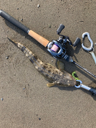 マゴチの釣果