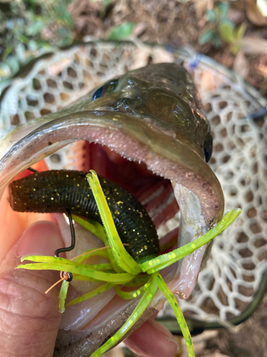 ラージマウスバスの釣果