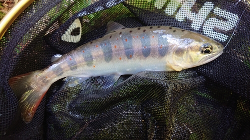 アマゴの釣果