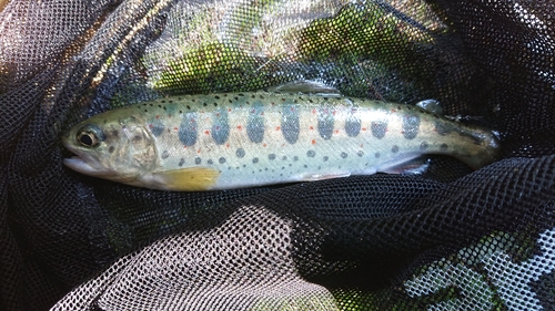 アマゴの釣果