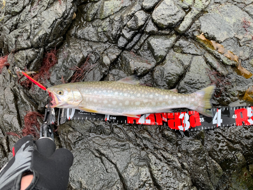 アメマスの釣果