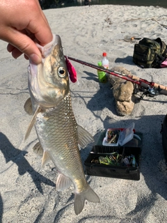 ニゴイの釣果