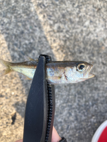 ムツの釣果