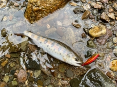 ヤマメの釣果